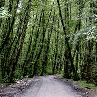 Gisoom Forests 